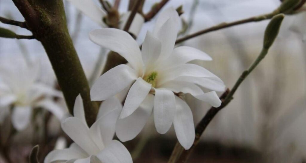 7357_magnoliya-zvezdchataya-chrysanthemu