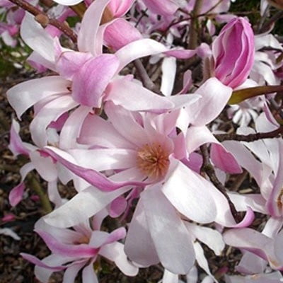 8689_magnoliya-zvezdchataya-rosea