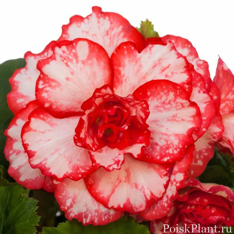 Begonia_AmeriHybrid_Picotee_Flamenco_Bloom_24053 Optimized