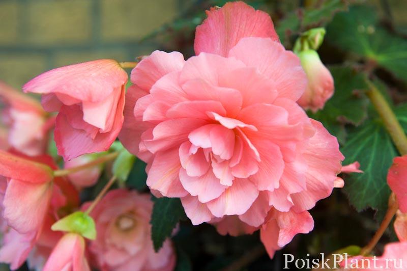 Cascade odorosa Sweet Pink BegoniaOptimized