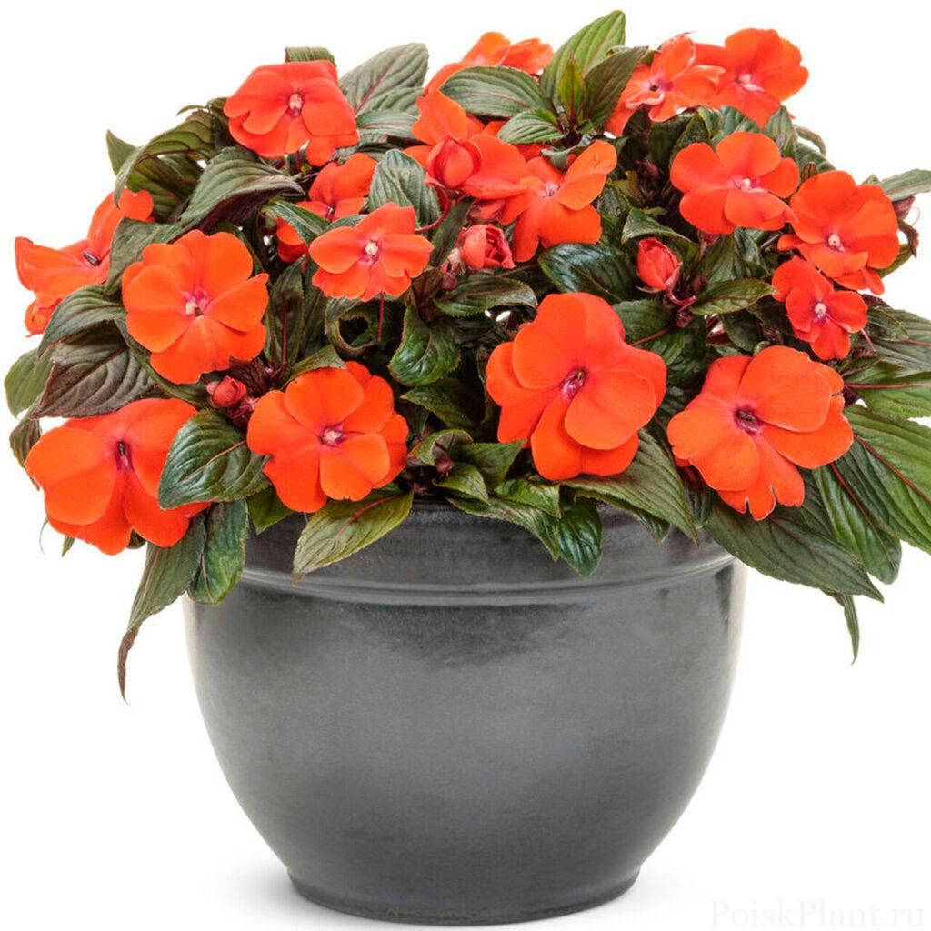 Infinity_Orange_Impatiens_Flowering_in_Garden_Planter__60683.1609817894
