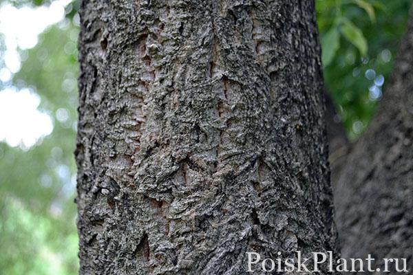 Phellodendron-amurense-bark
