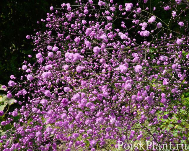 Thalictrum-Hewitts-Double-965-f7fbbf38-640×512