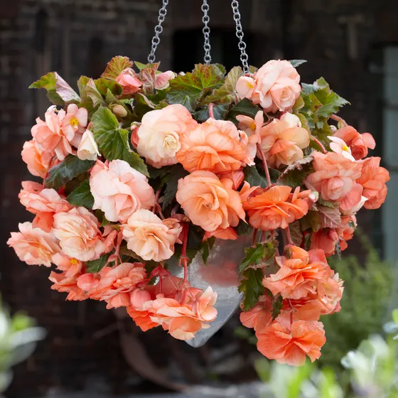 begonia-splendide-ballerina-apricot-hanging-basket