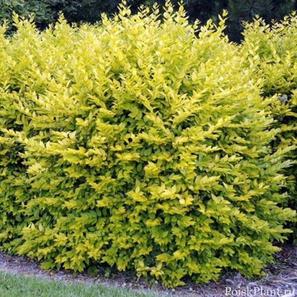 ligustrum-ovalifolium-aureum-golden-pivet-hedging-plant-9cm-p2442-27091_image