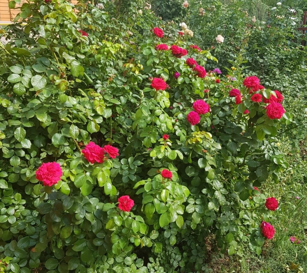 Розы от Натали