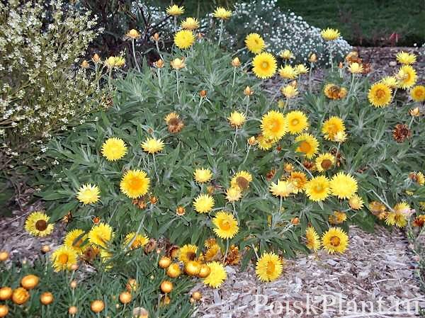xerochrysum-bracteatum_everlasting-daisy_dargan-hill-monarch-1