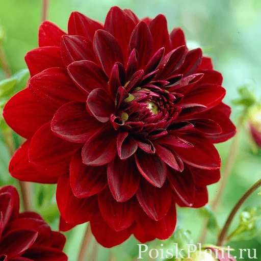 26112_georgin-dark-red-dekorativnyy-