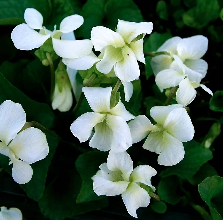 720596i-viola-fialka-sestrinskaya-albiflora