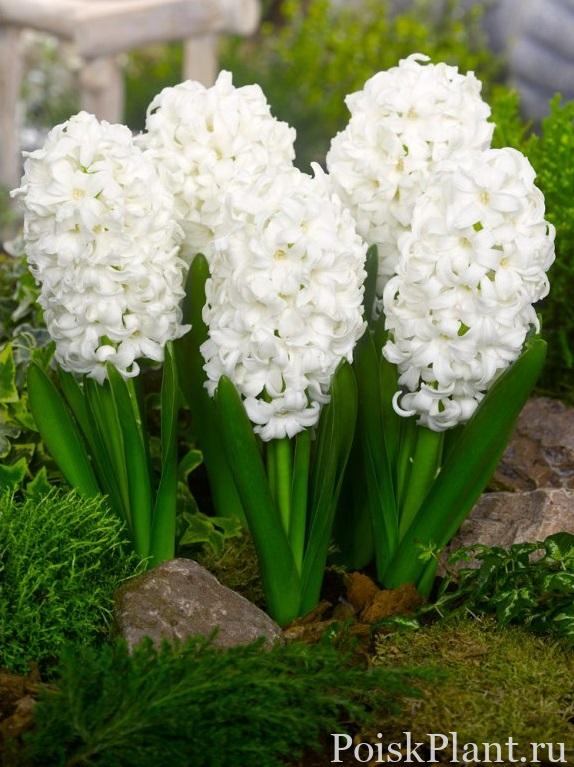9055_fa-11-0158-hyacinthus-orientalis-top-white