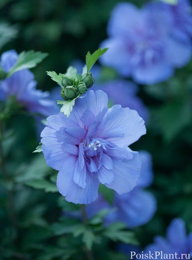blue_chiffon_hibiscus-4 (1)