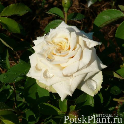 Ярославские розы