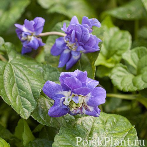 parma_violet_marie_louise_plants