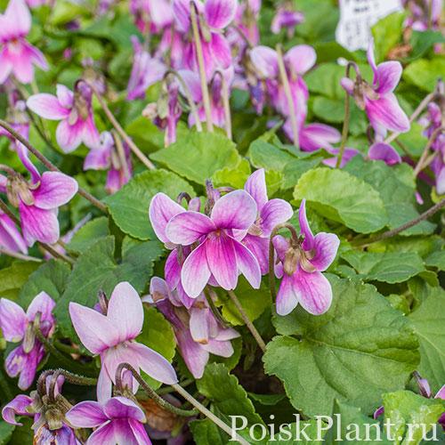 sweet_violet_rosina_plants