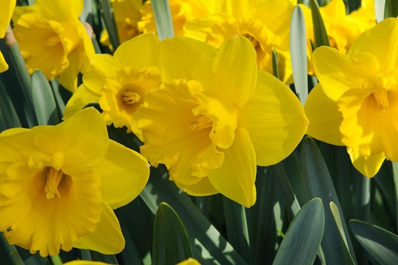 216832 Narcissus ‘Yellow River’ Optimized