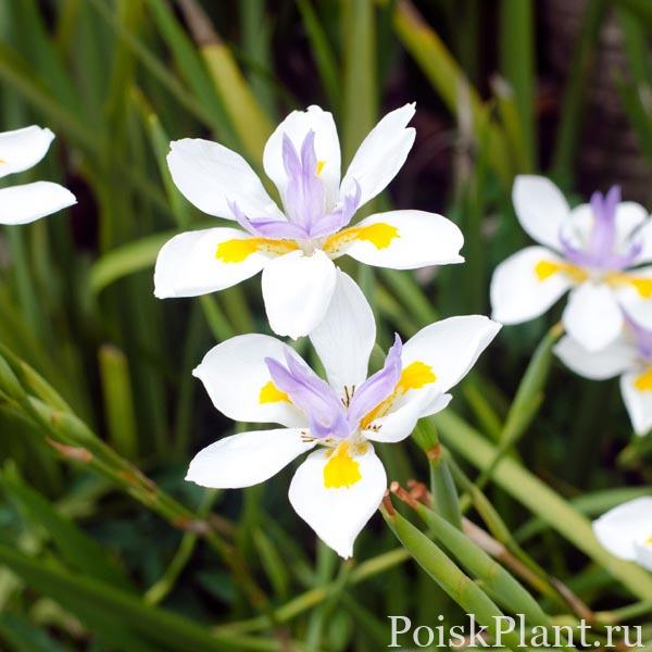Fortnight Lily, Dietes iridioides
