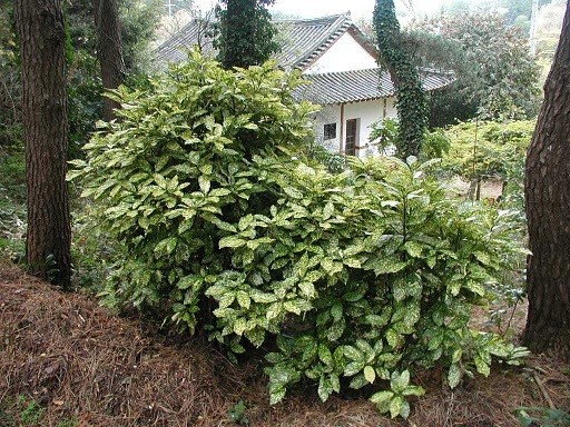 aucubajaponicacrotonifolia01