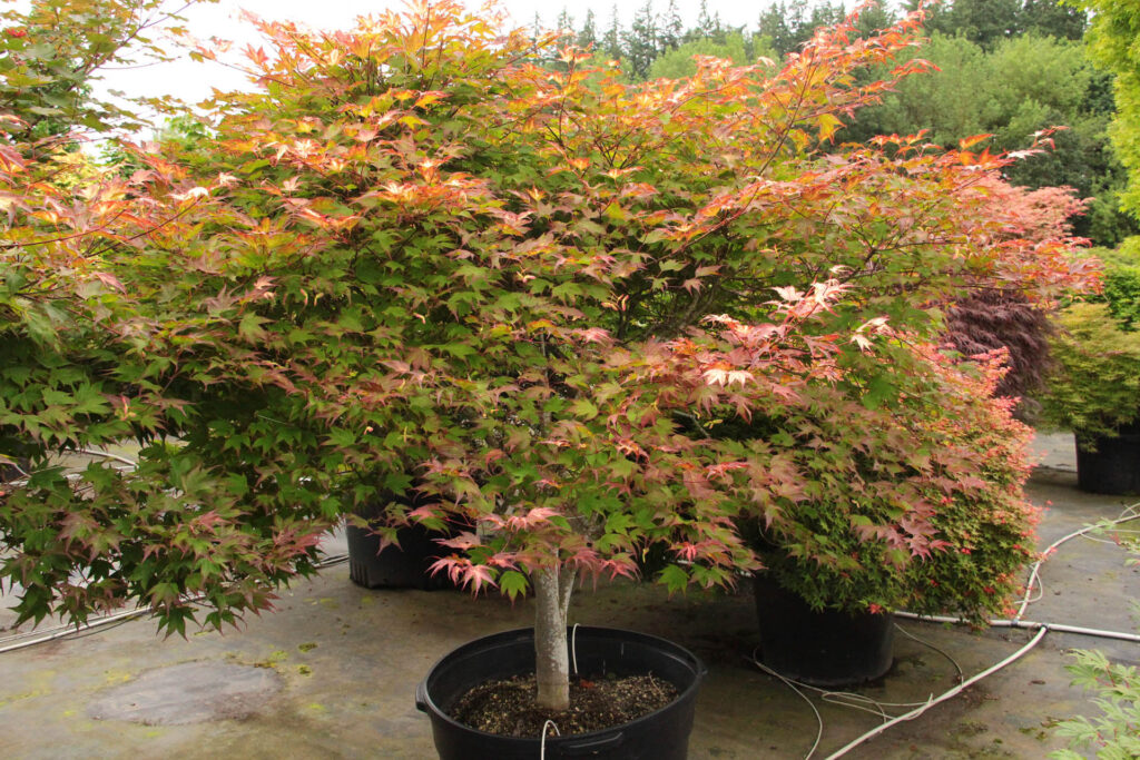 Acer-palmatum-Tsuma-gaki-Specimen-1127