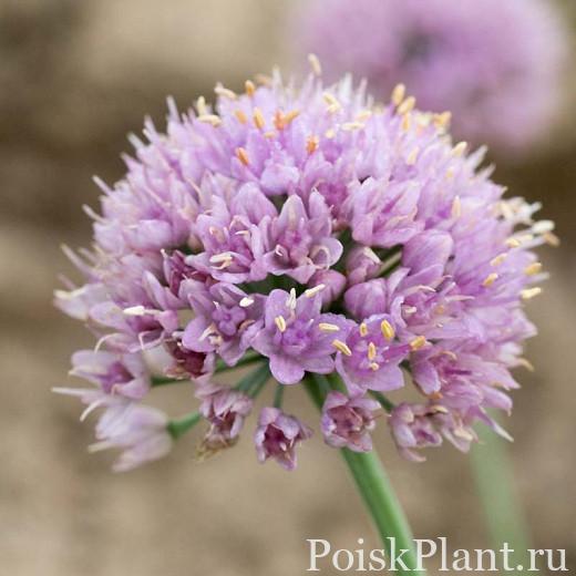 Allium senescens ‘Blue Eddy’2 Optimized