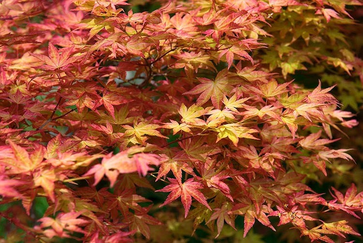 DP7102 Acer palmatum Shindeshojo