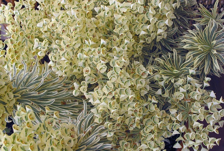Euphorbia-Tasmanian-Tiger-001