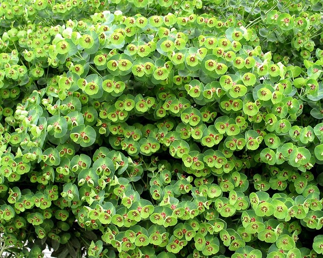 Euphorbia-Tiny-Tim-002