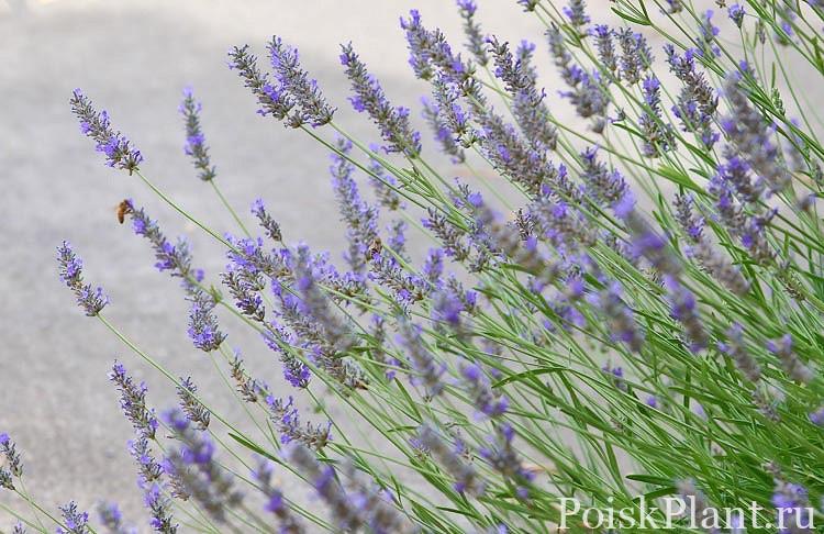 Grosso’ lavender (Lavandula × intermedia ‘Grosso’)