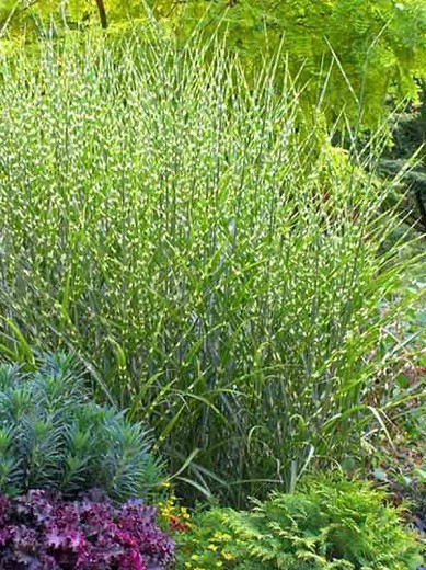 Miscanthus sinensis ‘Strictus’ (Porcupine Grass)Optimized