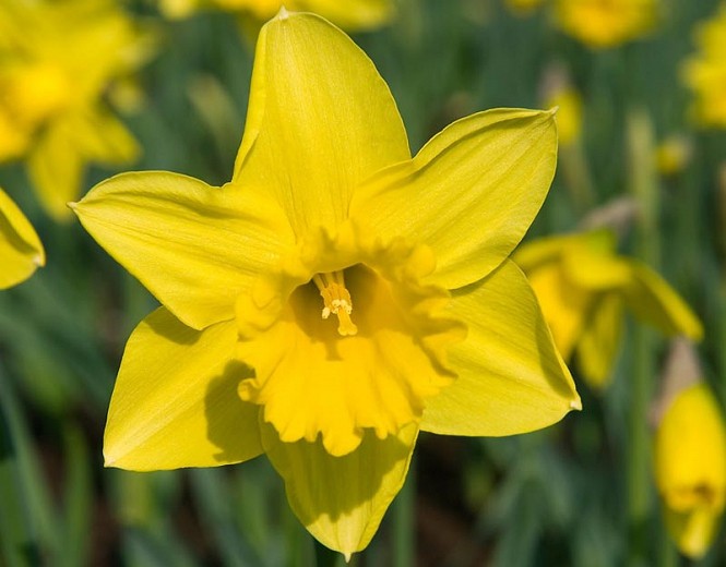 Narcissus ‘Rijnveld’s Early Sensation Optimized