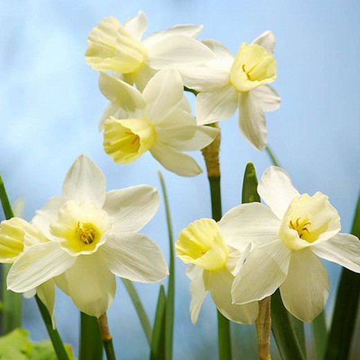 Narcissus SailboatOptimized