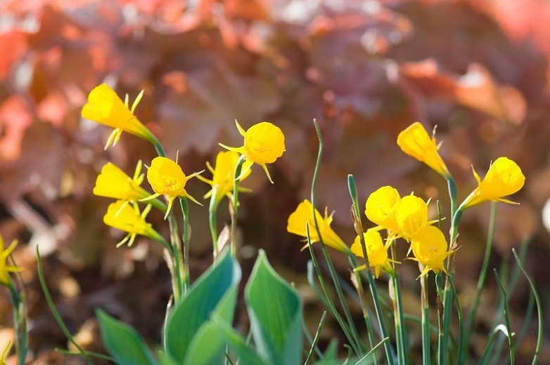 Narcissus bulbocodium conspicuus Optimized