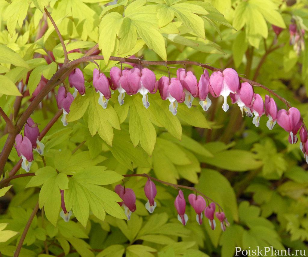 dicentra_gold_heart