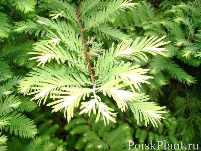 metasequoia-glyptostroboides-jack-frost