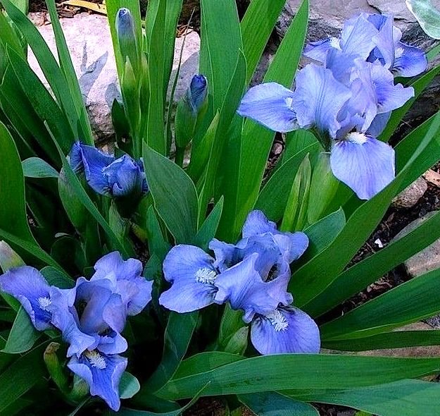 7160_iris-karlikovyy-blue-denim