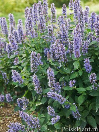 AGBF_0_Agastache_Blue-Fortune.1491331626