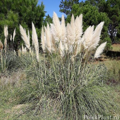 Cortaderia-selloana-Andes-Silver-Andes-Silver-Pampas-Grass_1800x1800