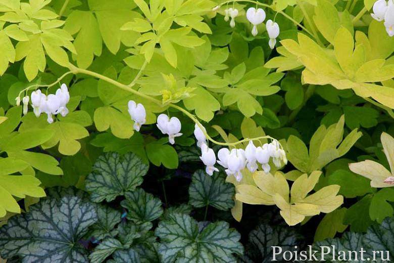 Dicentra_White_Gold_2b (1)Optimized