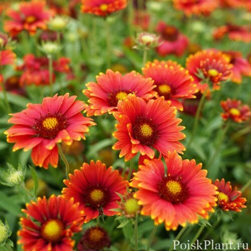 Heat_it_Up_Scarlet_Blanket_Flower_Blooms_and_Foliage__67855