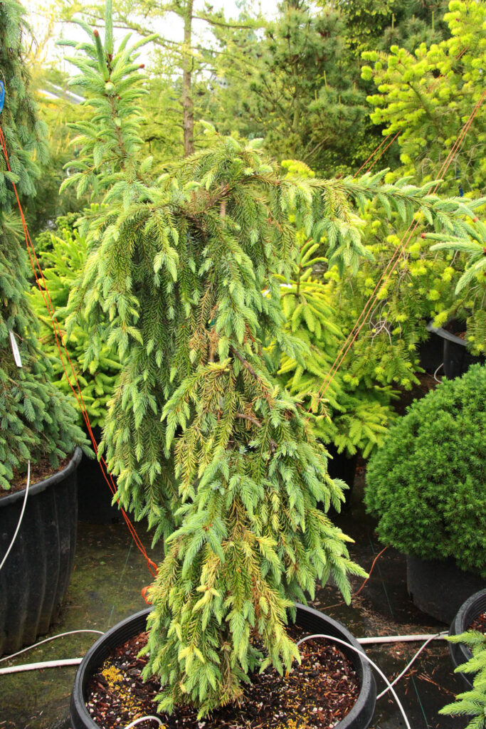 Picea-omorika-Buttermilk-Falls-Specimen-1905-2
