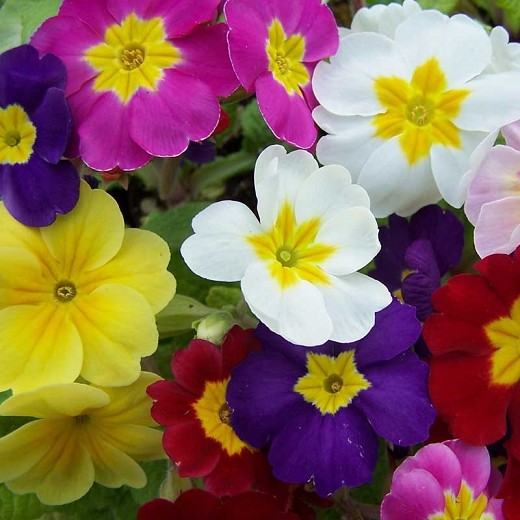 Primula ‘Pacific Hybrids’ 0000 high res Optimized