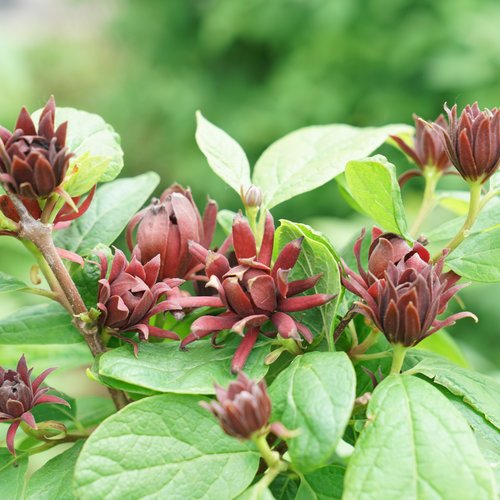 calycanthus-simply-scentsational-1