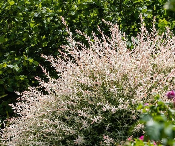japanese-willow-salix-integra-hakuro-nishiki-in-landscaped-garden-willow-branches-with-white-and-pink-leaves-shaped-like-ball-selective-focus-nature-concept-for-natural-design-700-208496