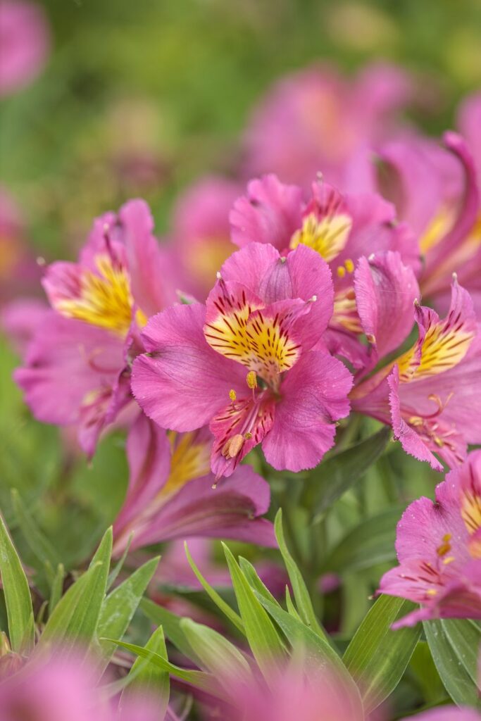 rhs-chelsea-flower-show-plant-of-the-year-2022-shortlist-alstroemeria-june-ferelyth-little-miss-series-alstroemeria-select-1652996864