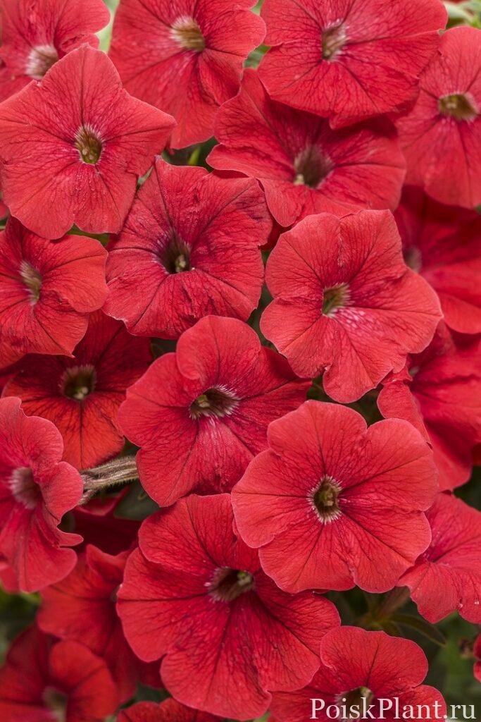 supertunia_really_red