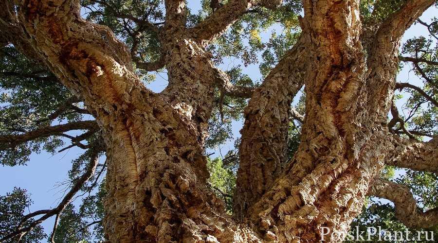 1.-Cork-Oak-Bark-of-Tree-Branches