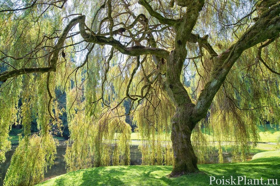 2048×1365-Weeping-Willow-SEO-GettyImages-615975908-9156f4f
