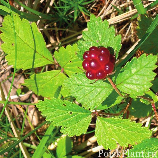A-ripe-drupe-with-well-developed-druplets-of-Rubus-arcticus-Al-Jomala-Gottby-Myrarna_Q640