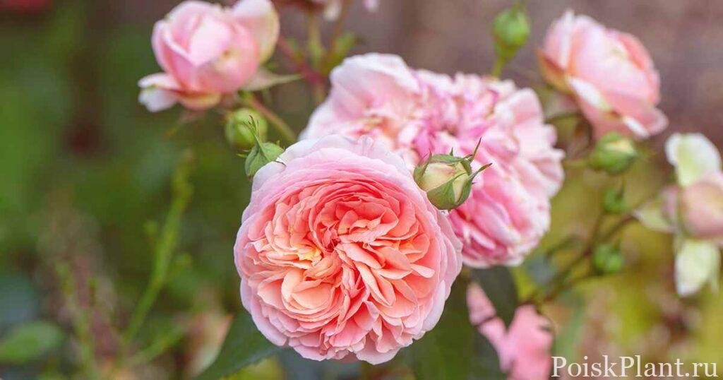 All-About-David-Austin-English-Roses-FB