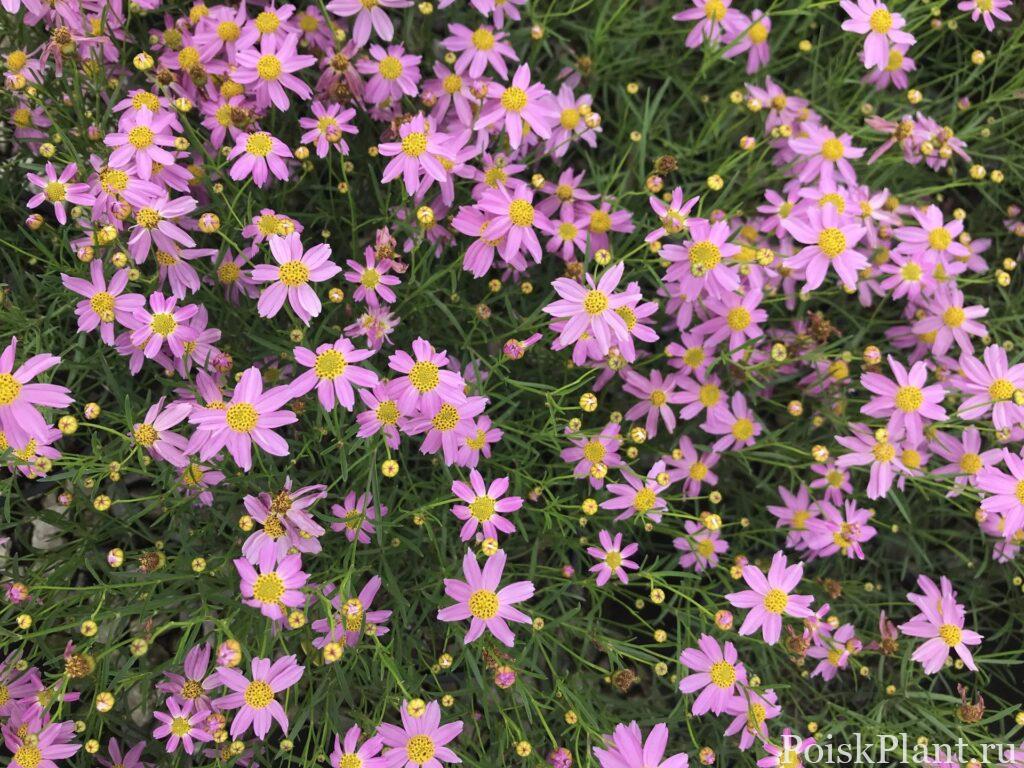 Coreopsis-American-Dream-scaled