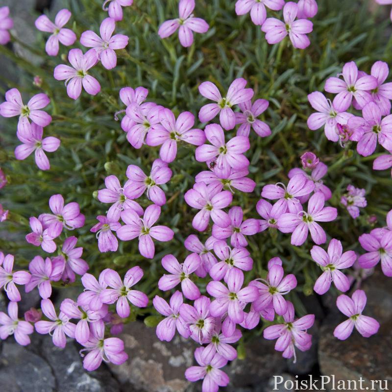 Dianthus_microlepis